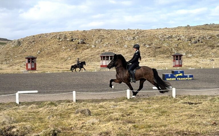 Fleiri hava longu kvalifiserað seg til NM í gonguløgum á íslendskum rossum